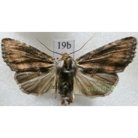 Apamea scolopacina (Esper, 1788) Czech19b